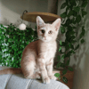 PETIT COEUR
