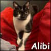 Alibi