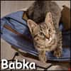 Babka