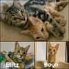 BAYA et BLITZ