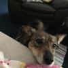 Lilly - Mensch mit Geduld gesucht
