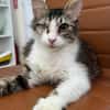 Chiara - Prinzessin Rosanase sucht Kuschelplatz