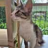 Chiara - Prinzessin Rosanase sucht Kuschelplatz