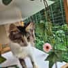 Chiara - Prinzessin Rosanase sucht Kuschelplatz