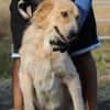 Jazz - kinderlieber Familienhund