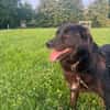 Mura 💖  Knuddeliges Hundemädchen sucht