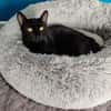Menschenbezogener Kater Paris