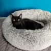 Menschenbezogener Kater Paris