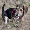 Maya💕wartet in 51469 Bergisch Gladbach