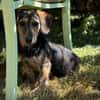Maya💕wartet in 51469 Bergisch Gladbach