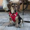 Maya💕wartet in 51469 Bergisch Gladbach