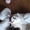 Margo - liebevolle, neugierige Katzendame sucht Zuhause