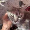 Freundliche, junge Katze Mami