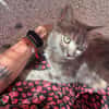 Freundliche, junge Katze Mami