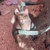 Freundliche, junge Katze Mami