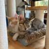 Kleo & Rhea suchen gemeinsam ein Zuhause