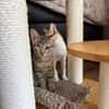 Kleo & Rhea suchen gemeinsam ein Zuhause