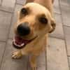 Lago (m 11/25) sucht seinen Kuschelmenschen