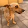Lago (m 11/25) sucht seinen Kuschelmenschen