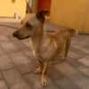 Lago (m 11/25) sucht seinen Kuschelmenschen