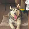 Niva sucht ein liebevolles Zuhause