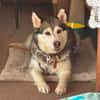 Niva sucht ein liebevolles Zuhause
