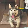 Niva sucht ein liebevolles Zuhause
