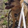 Lilo sucht ein Zuhause