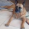 Traumhund  VIOLETA  Bereits in Deutschland !