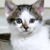 Katzenkind TINKERBELL