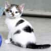 Katzenkind TINKERBELL