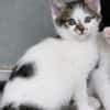 Katzenkind TINKERBELL