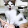 Katzenkind TINKERBELL
