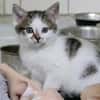 Katzenkind TINKERBELL