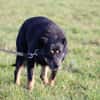 Acantha- freundlich u. verschmust