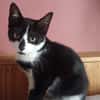 Catsauzon