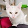 Cotton