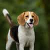 Tatum