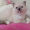 Nelie