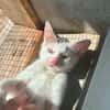 OGGY