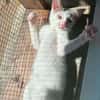 OGGY