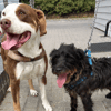 Ronnie and Comet