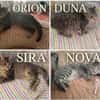 Duna, Nova, Sira y Orión