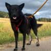 Onyx, so ein Charmeur