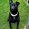 Traumhund PAVLE