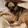 Jaylah sucht ein neues Zuhause