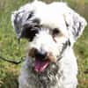 Fridolin - sucht seine Chance