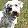 Fridolin - sucht seine Chance