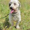 Fridolin - sucht seine Chance