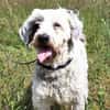 Fridolin - sucht seine Chance